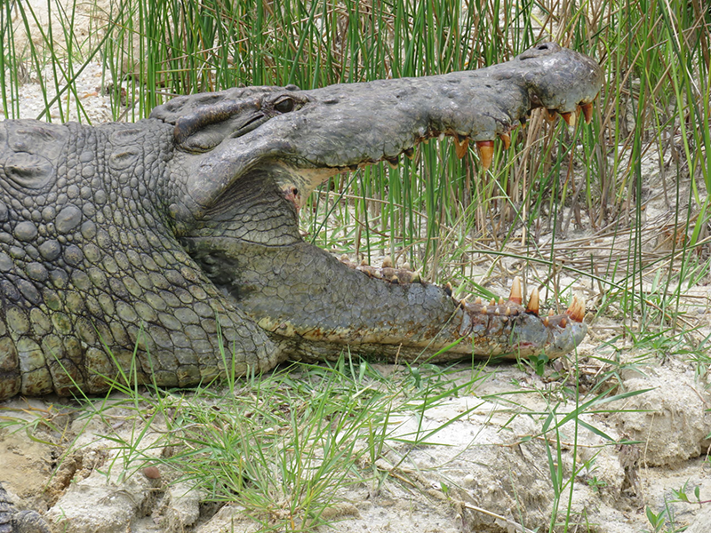 Crocodile at Murchison Falls