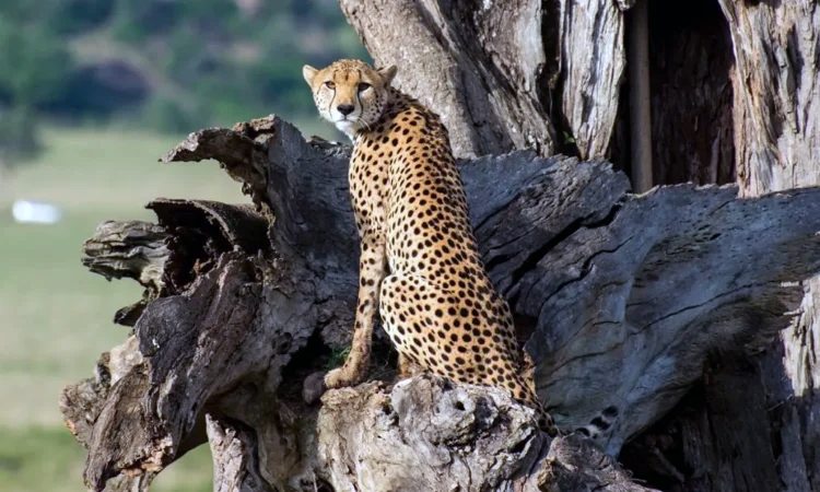 Kidepo Valley National Park cheetah