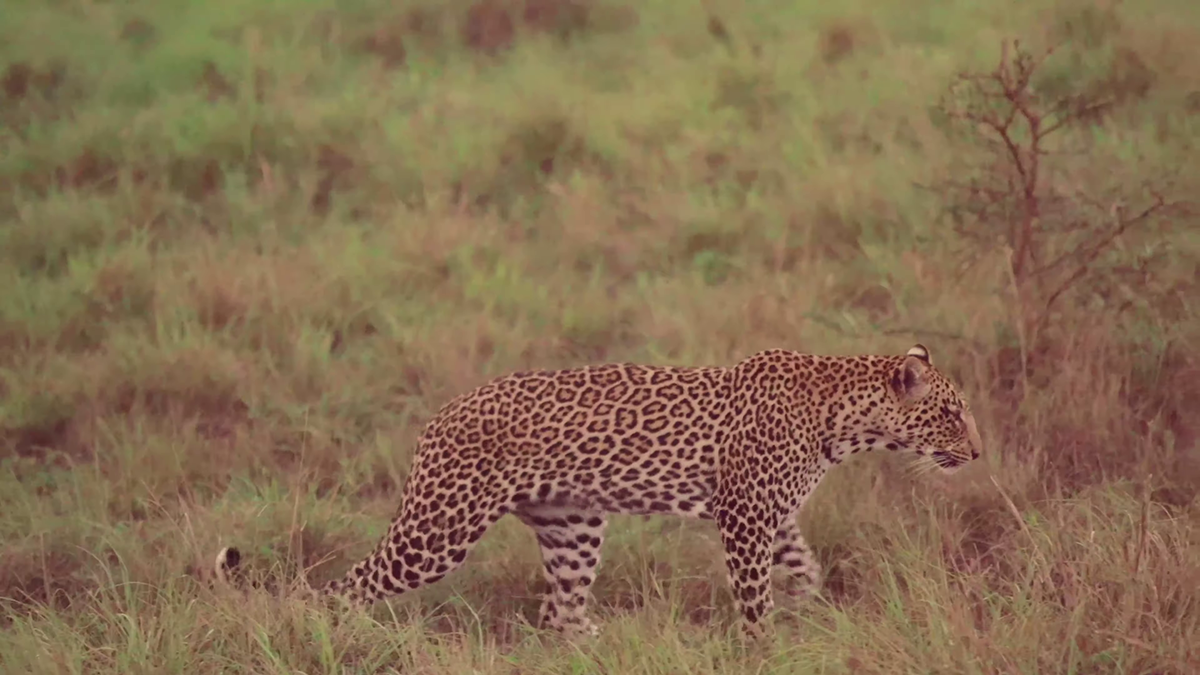 Leopard at Lake Mburo National Park